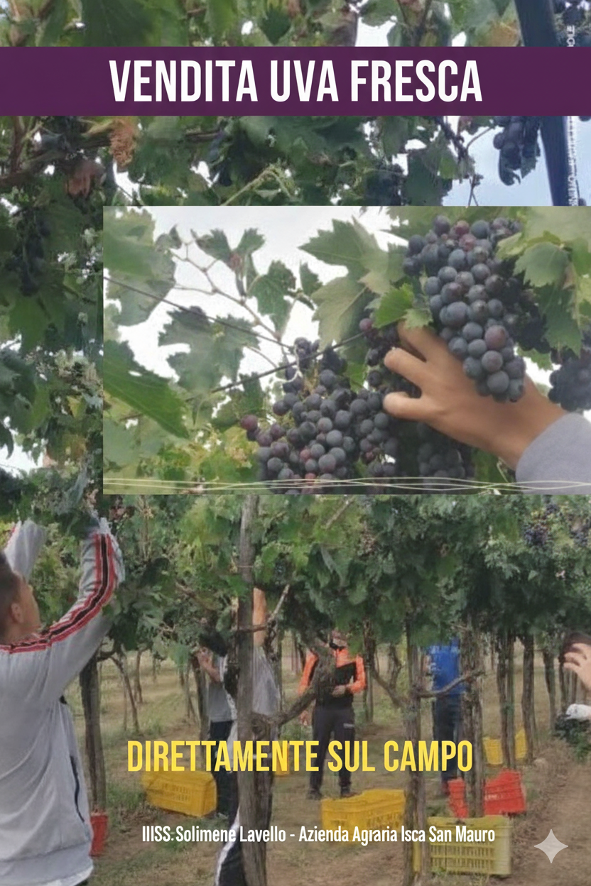 Vendita prodotti Azienda Agraria vendemmia 2026